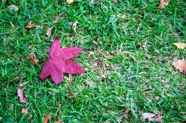 Красный Лист Liquidambar Styraciflua Траве — стоковое фото