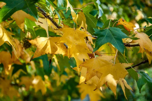 Grüne Und Gelbe Blätter Eines Liquidambar Styraciflua Baumes — Stockfoto