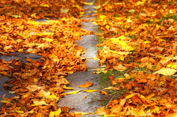 Yellow and brown leaves on the street in autumn
