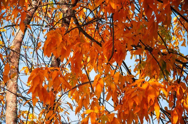 Orangenblätter Baum Herbst — Stockfoto