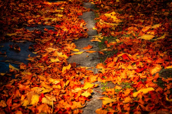 Folhas Amarelas Vermelhas Rua Outono — Fotografia de Stock