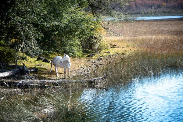 Bir sonbahar sabahı Hess Gölü kıyılarında beyaz bir at dinlenir. Mascardi bölgesi, Nahuel Huapi Ulusal Parkı içinde..