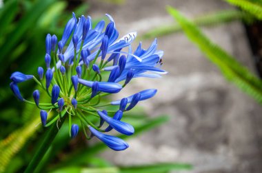 Agapanthus, Agapanto, Amaryllidaceae Ailesi, Mar del Plata, Arjantin