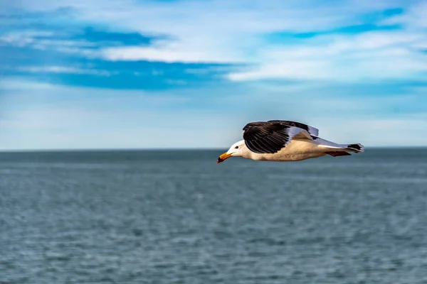 Seagull Larus Atlanticus Flying Atlantic Ocean — Stock Photo, Image