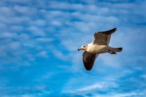Seagull Larus Atlanticus Plastic Identification Ring Flying Atlantic Ocean — Stock Photo, Image