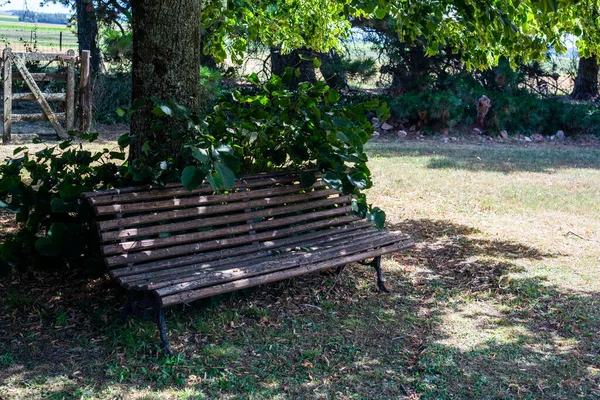 Wooden Bench Shade Leafy Tree — Stock Photo, Image