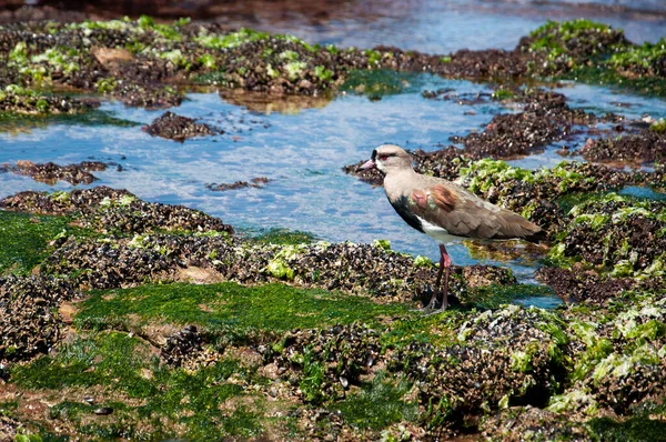 Tero Sobre Uma Rocha Coberta Algas Moluscos Beira Mar — Fotografia de Stock