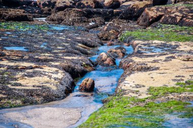 Macroalgae - Yeşil Algler - Klorofilin - ve Arjantin 'in Mar del Plata sahilinde bir kaya oluşumunda midyeler.