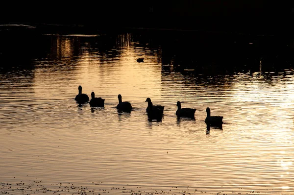 日落时在泻湖里的一群鹅 — 图库照片