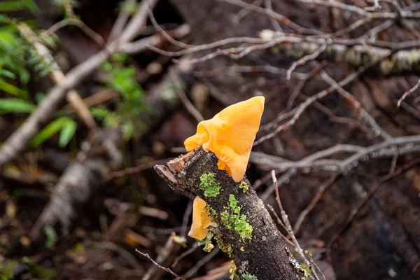 Jamur Kuning Dari Hutan Patagonia Andes Rio Negro Argentina — Stok Foto
