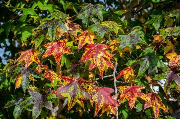 Liquidambar Styraciflua Blätter Färben Sich Herbst Rot — Stockfoto