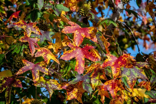 Liquidambar Styraciflua Blättert Herbst — Stockfoto