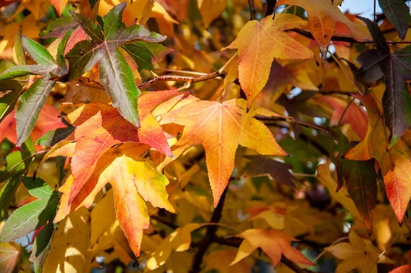 Liquidambar Styraciflua Blätter Färben Sich Herbst Rot — Stockfoto