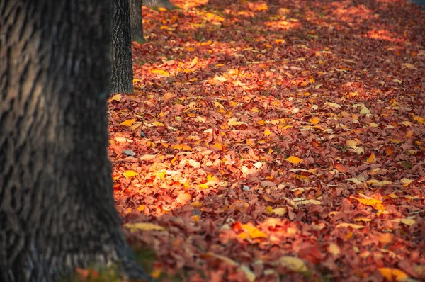 Земля Покрытая Сухими Листьями Подножия Деревьев Осенью — стоковое фото