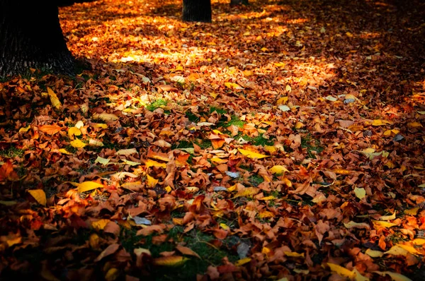 The ground covered by dry leaves at the foot of the trees in autumn