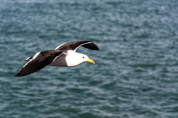 Seagull Larus Atlanticus Flying Sea — Stock Photo, Image