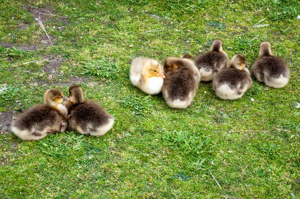 Group Newborn Geese Anser Anser Grass — Stock Photo, Image