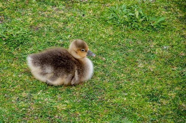 草地上的一只小鹅 回答者 — 图库照片