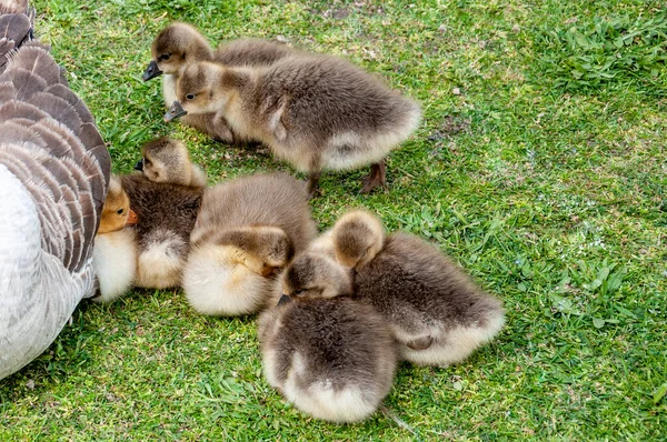 Little Geese Anser Anser Looking Protection Mother — Stock Photo, Image