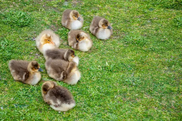 草上的一群新生雁群 答复者 — 图库照片