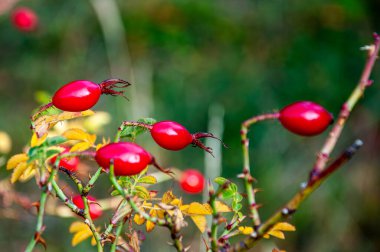 Rosehip, Rosa Elenteria 'nın meyvesi Rosa Rubiginosa olarak da bilinir, tipik olarak kırmızıdan turuncuya renklidir..