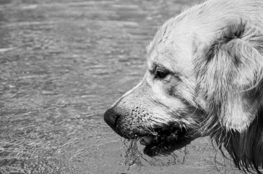 Bir havuzdan su içen 2,5 yaşındaki Golden Retriever köpeğinin portresi.