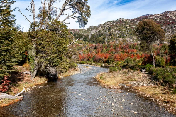 Patagonien Andinska Skogslandskapet Hösten — Stockfoto