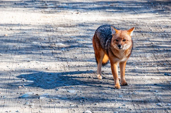 Uma Bela Raposa Vermelha Caminho Montanha Que Atravessa Floresta Andina — Fotografia de Stock