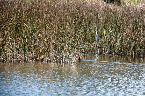 Ein Silberreiher Ardea Alba Linnaeus Inmitten Des Graslandes Der Lagunen — Stockfoto