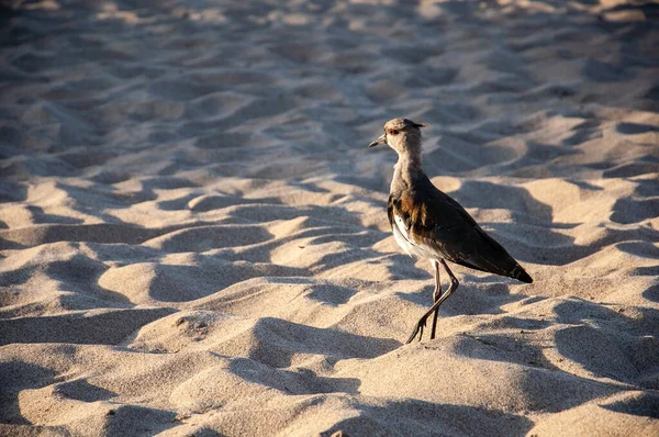 Tero Piedi Sulla Sabbia Sulla Spiaggia — Foto Stock