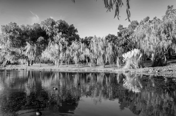 湖岸上的不同树木及其在湖中的倒影 — 图库照片