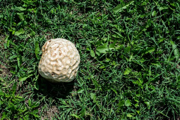 Top view of a Calvatia cf. utriformis, kingdom Fungi, one of the largest mushrooms, in a field of Balcarce, Argentina