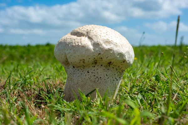 Calvatia cf. utriformis, kingdom Fungi, one of the largest mushrooms from Argentina and Chile, in a field of Balcarce, Argentina