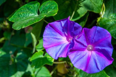 Sonbaharda bir ipomoea pupurea çiçeğinin yakın çekimi