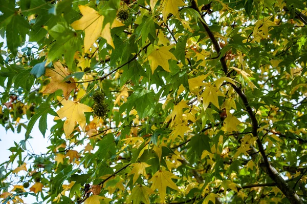 Grüne Und Gelbe Blätter Eines Liquidambar Styraciflua Baumes — Stockfoto