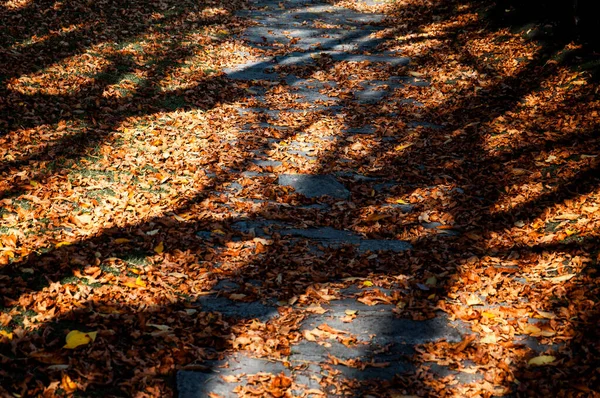 Тени Деревьев Сухих Опавших Листьях Тротуаре Осенью — стоковое фото