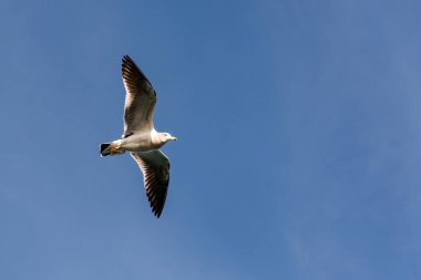 Olrog 'un Martı (Larus Atlanticus) kimlik kontrol etiketi ile Mar del Plata limanında uçuyor.