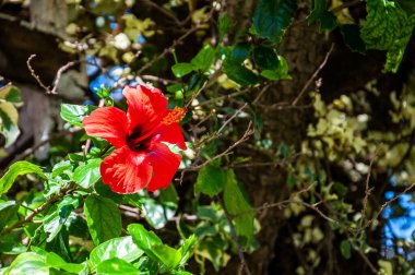 Okyanus üzerindeki fırtına bulutları Renkli yeşil