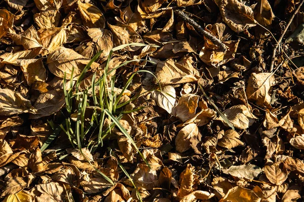 Зеленая Трава Растет Среди Сухих Листьев Осенью — стоковое фото