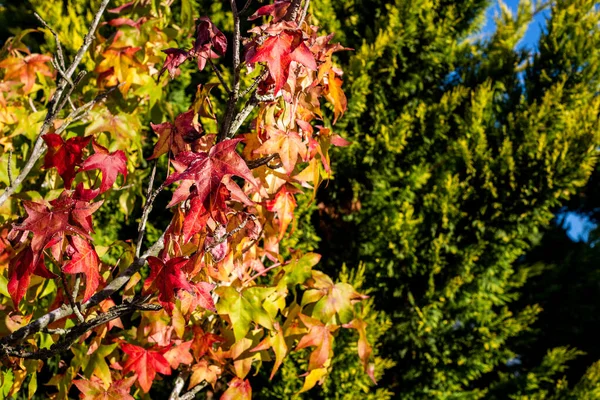 Zweige Eines Liquidambar Styraciflua Baumes Mit Grünen Kiefern Als Hintergrund — Stockfoto