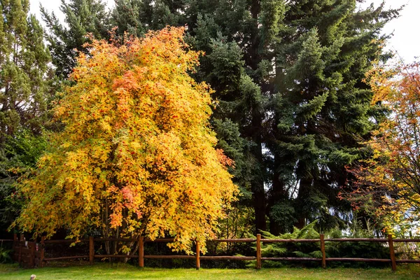 Blick Auf Die Bäume Herbst Bariloche Argentinien — Stockfoto