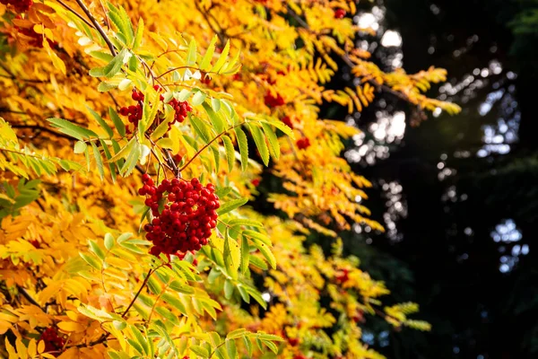 Gelbe Blätter Einem Baum Herbst Patagonien Argentinien — Stockfoto