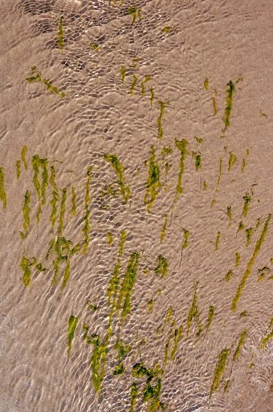 Macroalgues Algues Vertes Chlorophyta Chlorophytina Sur Rivage Dans Sable Une — Photo