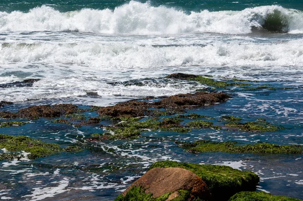 Macroalgae - Yeşil Algler - Klorofilin - ve Arjantin 'in Mar del Plata sahilinde bir kaya oluşumunda midyeler.