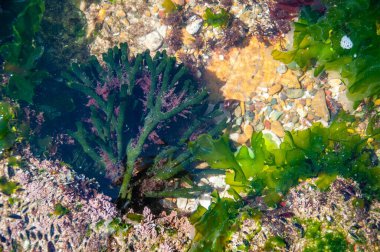 Koyu yeşil deniz yosunu, Kodyum Tomentosum, denizin altında.