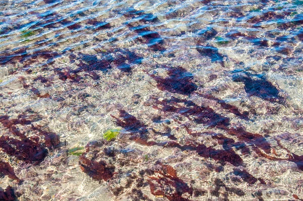 Brown algae underwater in the sea on the coast