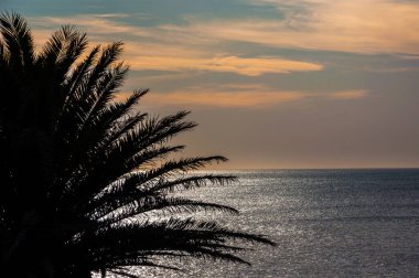 Güneş doğarken Atlantik Okyanusu kıyısında bir palmiye ağacı