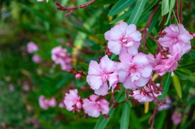 Bahçedeki Nerium Oleander L. çiçekleri