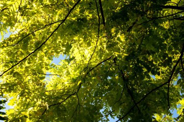 Güneşli bir günde Robinia Pseudoacia ağacının açık yeşil yapraklı dalları