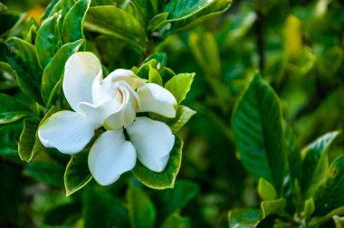 Bahçedeki Gardenya Jasminoides J.Ellis